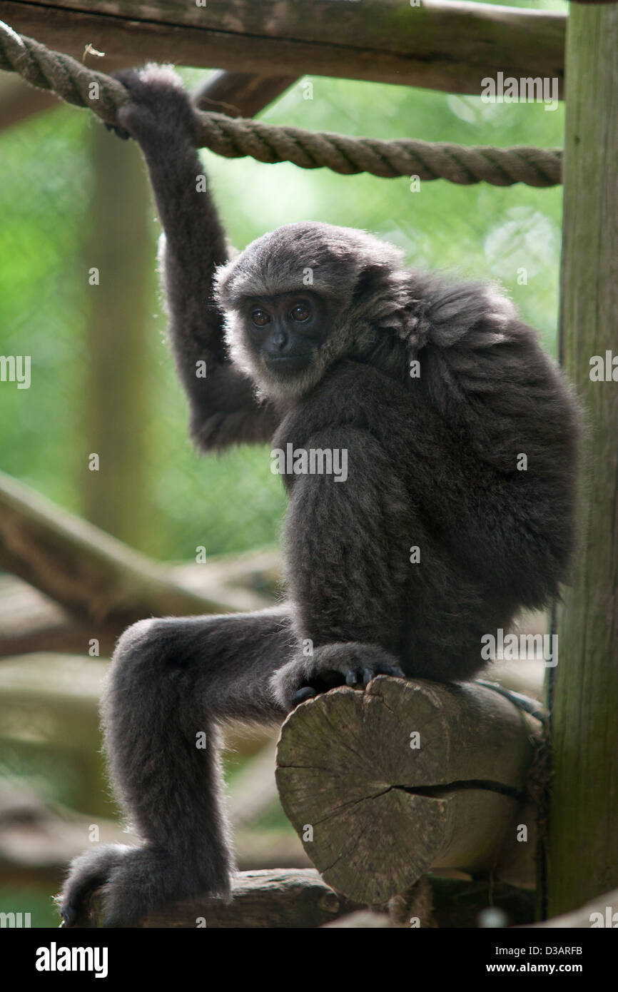Eine junge gefangen silbrig Gibbon (Hylobates Moloch) im Gehäuse sitzen. Stockfoto