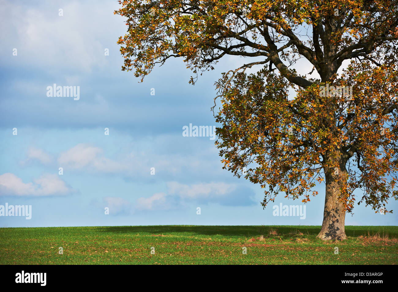 Eiche, grünen Rasen und blauer Himmel im Herbst-Saison Stockfoto