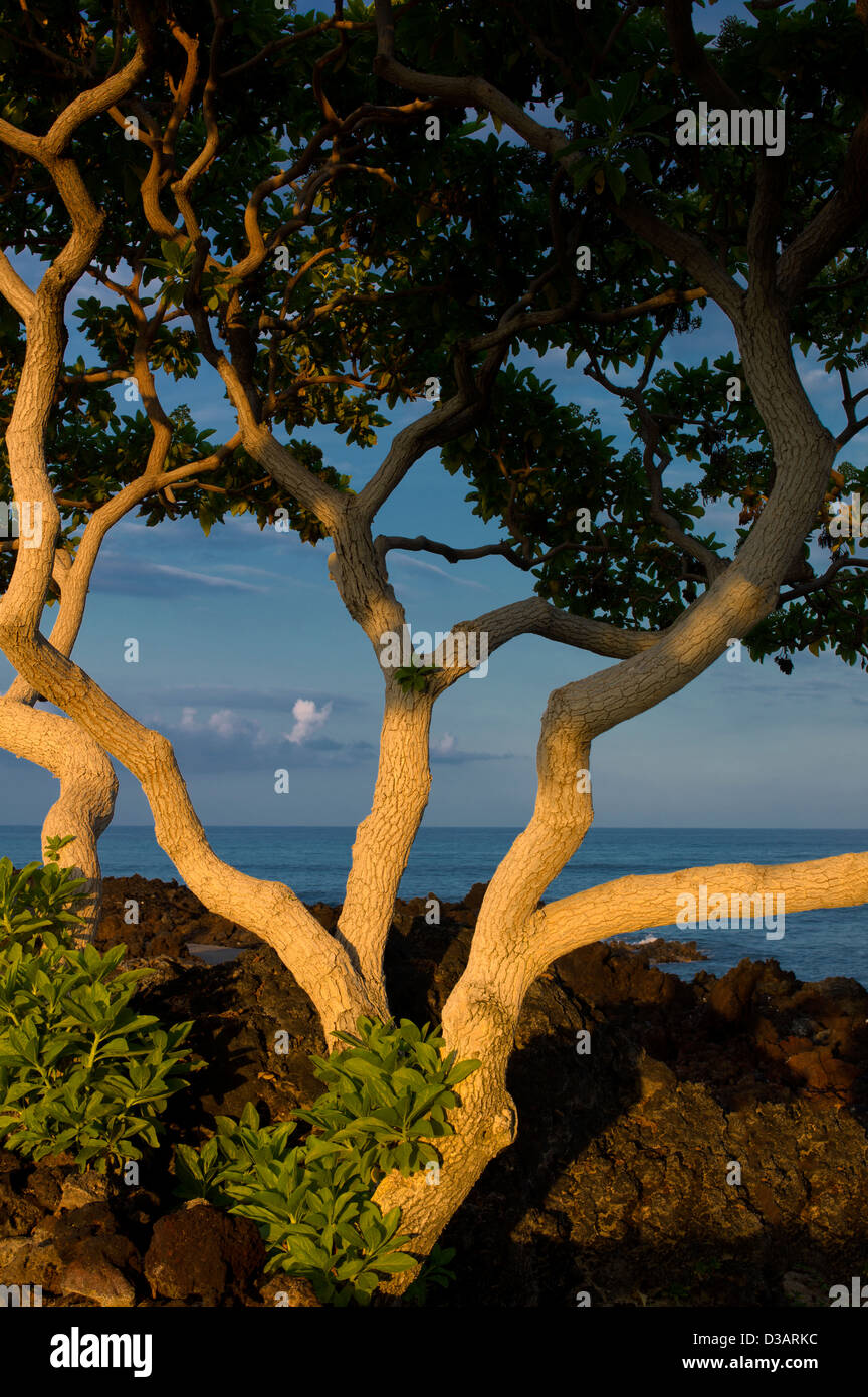 Heliotrop Bäume mit ersten Licht und Meer. Big Island, Hawaii. Stockfoto
