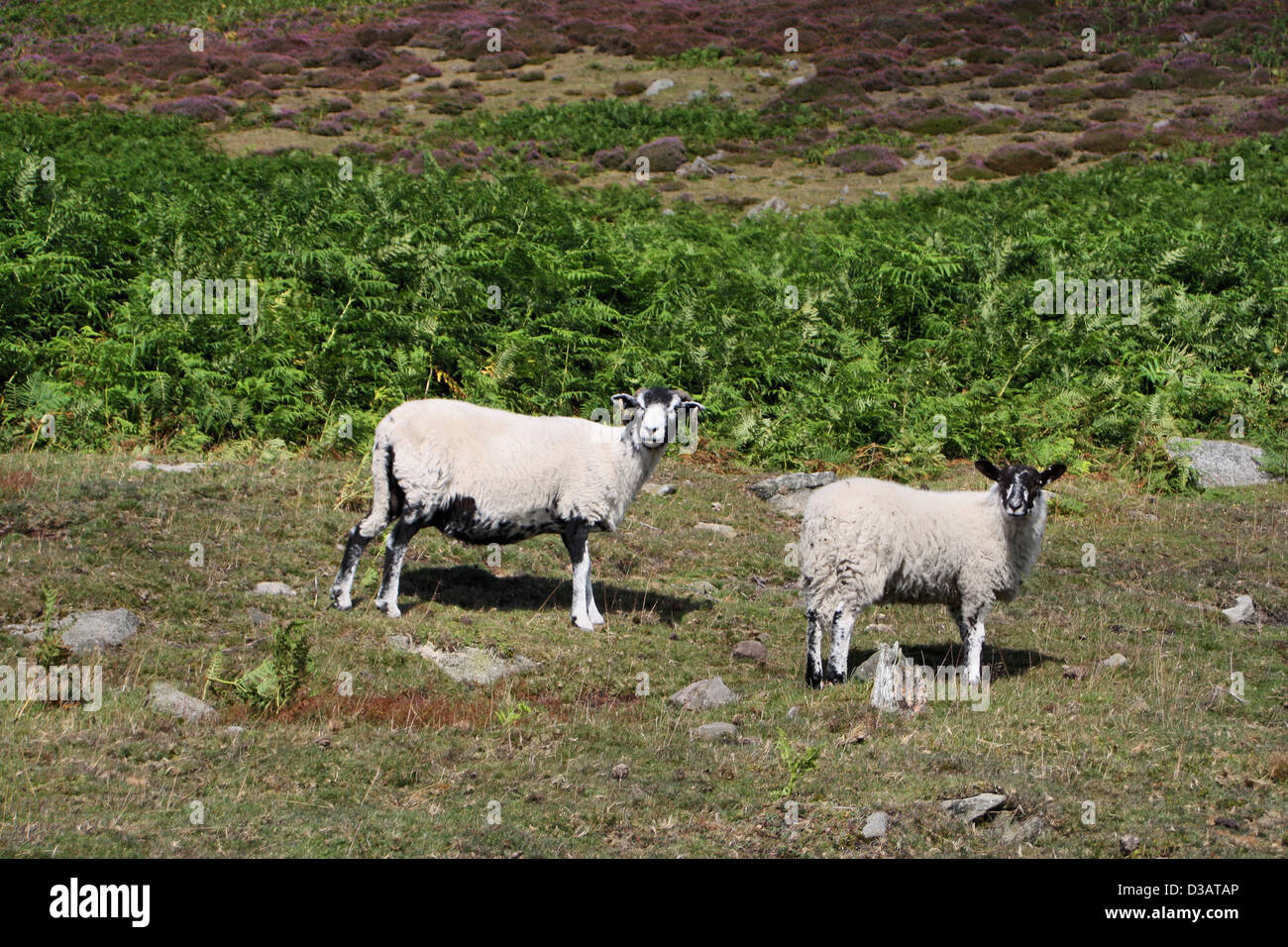 Schafe auf Bamford Moor, Derbyshire Stockfoto