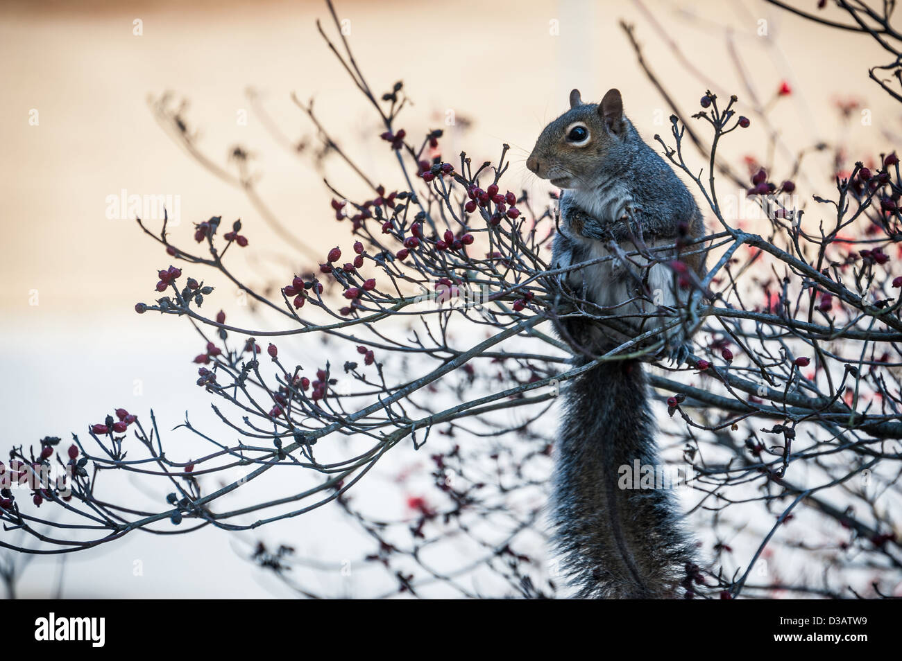 Einsame Eichhörnchen genießen ein Fest des roten Beeren in einem Hartriegel Baum. Stockfoto
