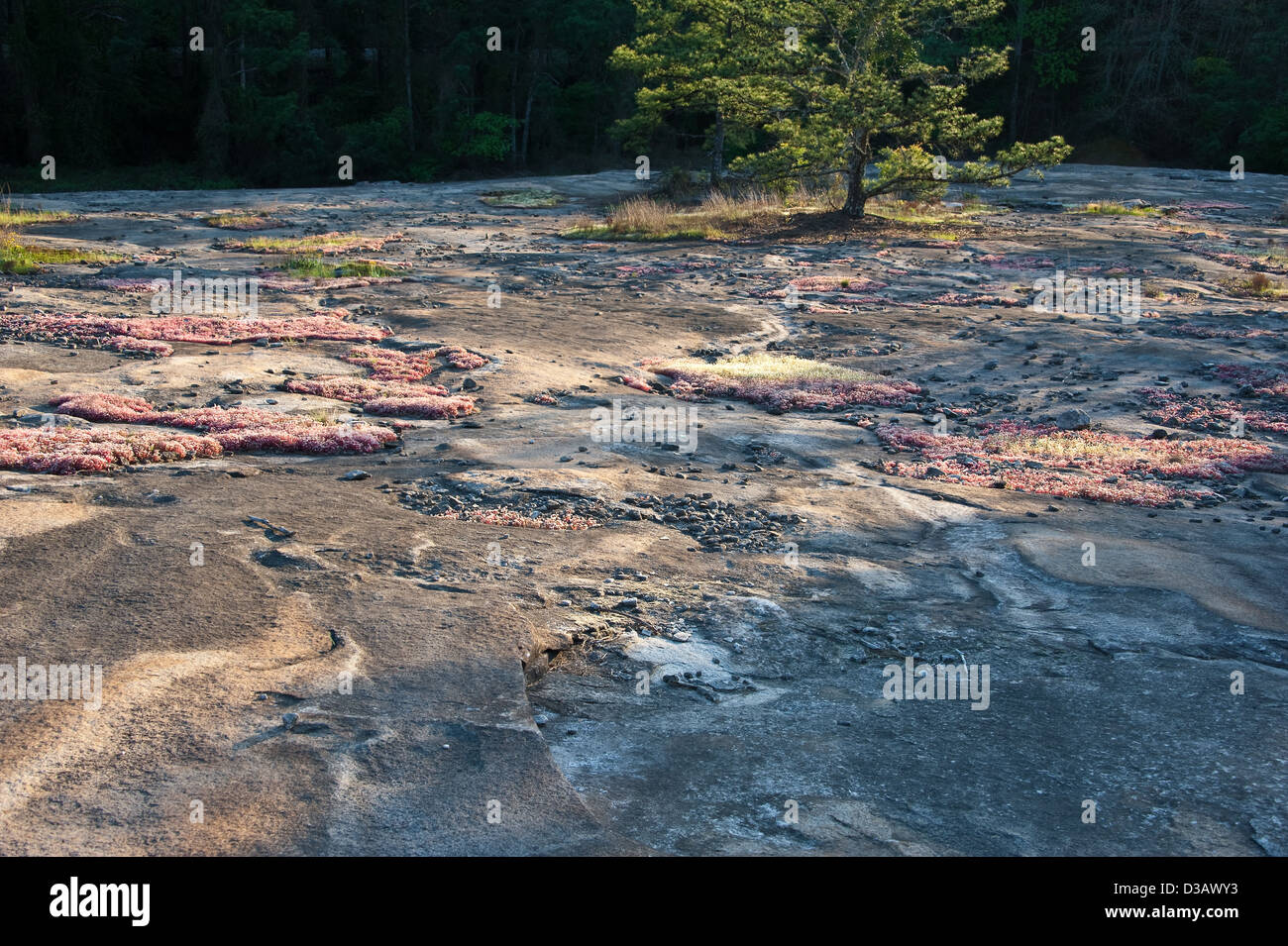 Sonnenbeschienene Bäume und rote Moosblumen wachsen aus der Granitoberfläche des Stone Mountain in der Nähe von Atlanta, Georgia. (USA) Stockfoto