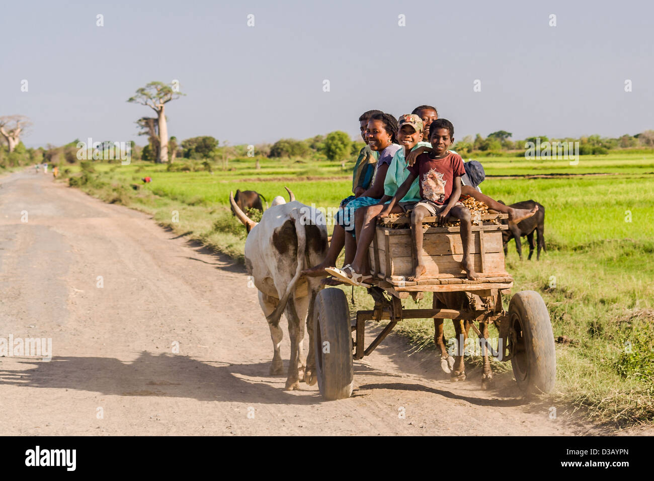 Madagassische Volk der Sakalava Ethnizität bewegt sich in einem Zebu-Wagen in der Nähe von Morombe im Südwesten Madagaskars. Stockfoto
