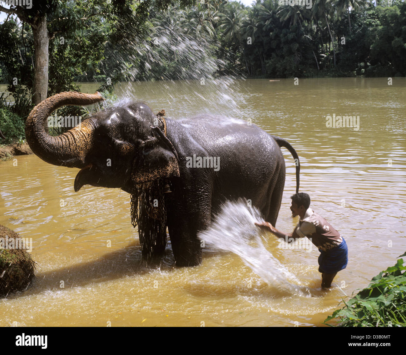 Sri Lanka; Zentralen Hochland, Elefant Bad am Mahaweli Fluß in der Nähe von Katugastota Stockfoto