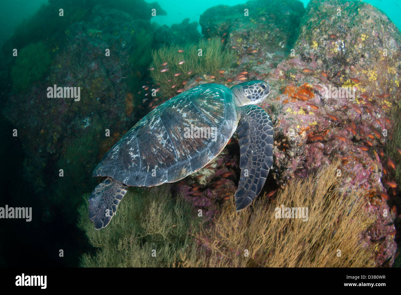 Eine vom Aussterben bedrohte Arten, grüne Meeresschildkröte, Chelonia Mydas, Gordon Rocks, Galapagos-Archipel, Ecuador. Stockfoto