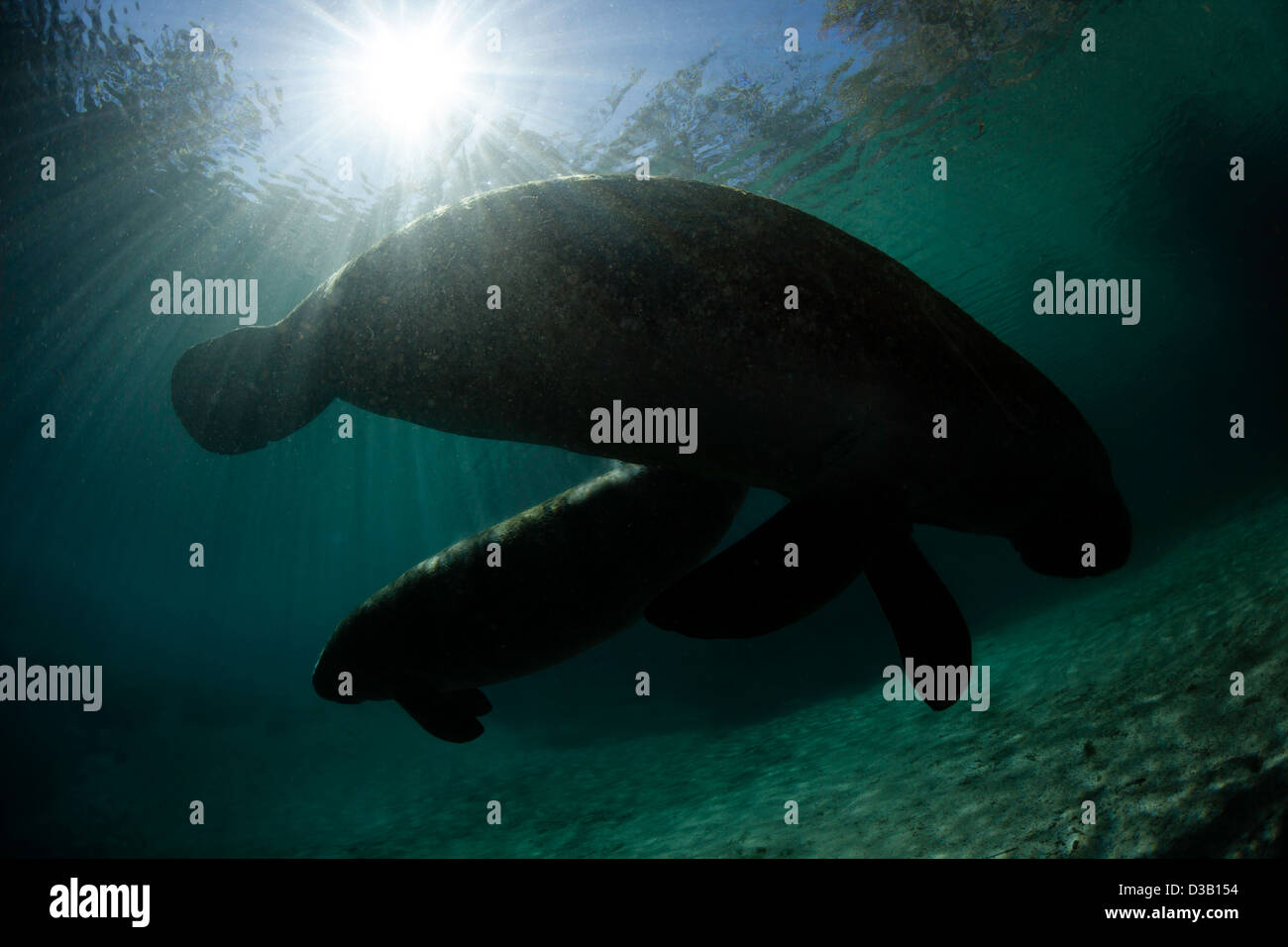 Vom Aussterben bedrohten Florida-Seekühe, Trichechus Manatus Latirostris, versammeln sich am drei-Schwestern-Frühling in Crystal River, Florida, USA. Stockfoto