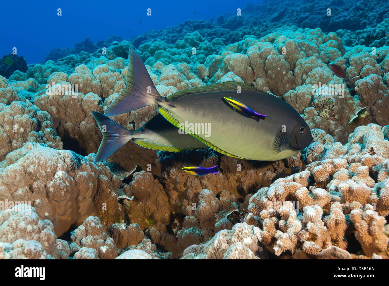 Schlanke Unicornfish, Naso Hexacanthus an eine Reinigungsstation mit zwei endemische Hawaiian cleaner Wrasse, Labroides Phthirophagus. Stockfoto