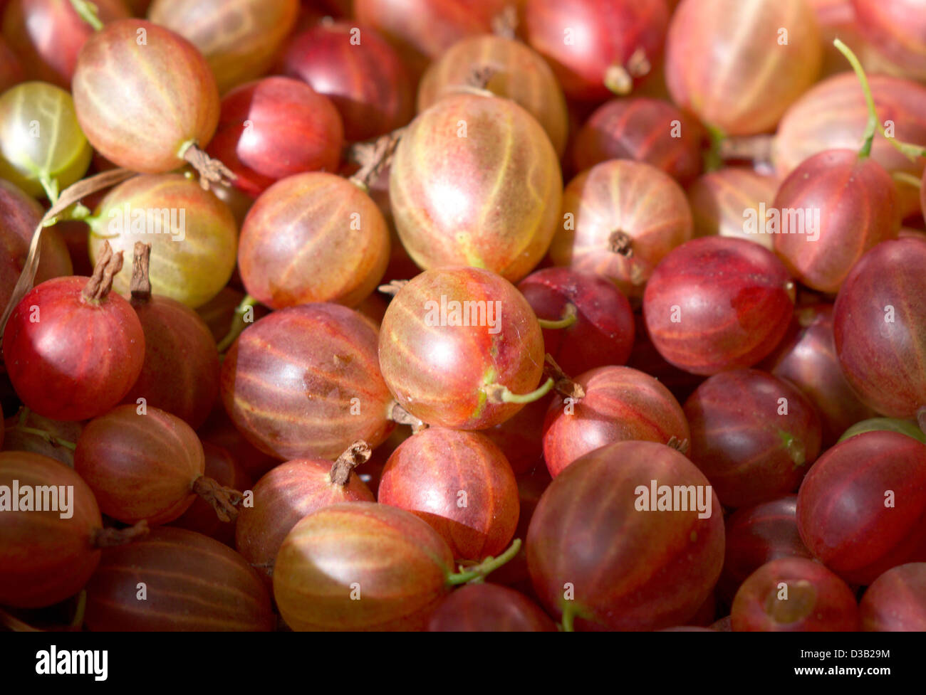 Frische rote Stachelbeere, Beere Hintergrund Stockfoto