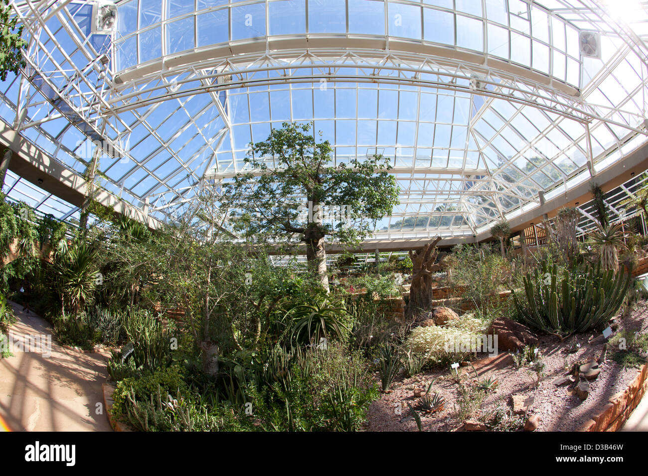 Südafrika, das Hot House in Kirstenbosch Botanical Gardens, Cape Town. Stockfoto
