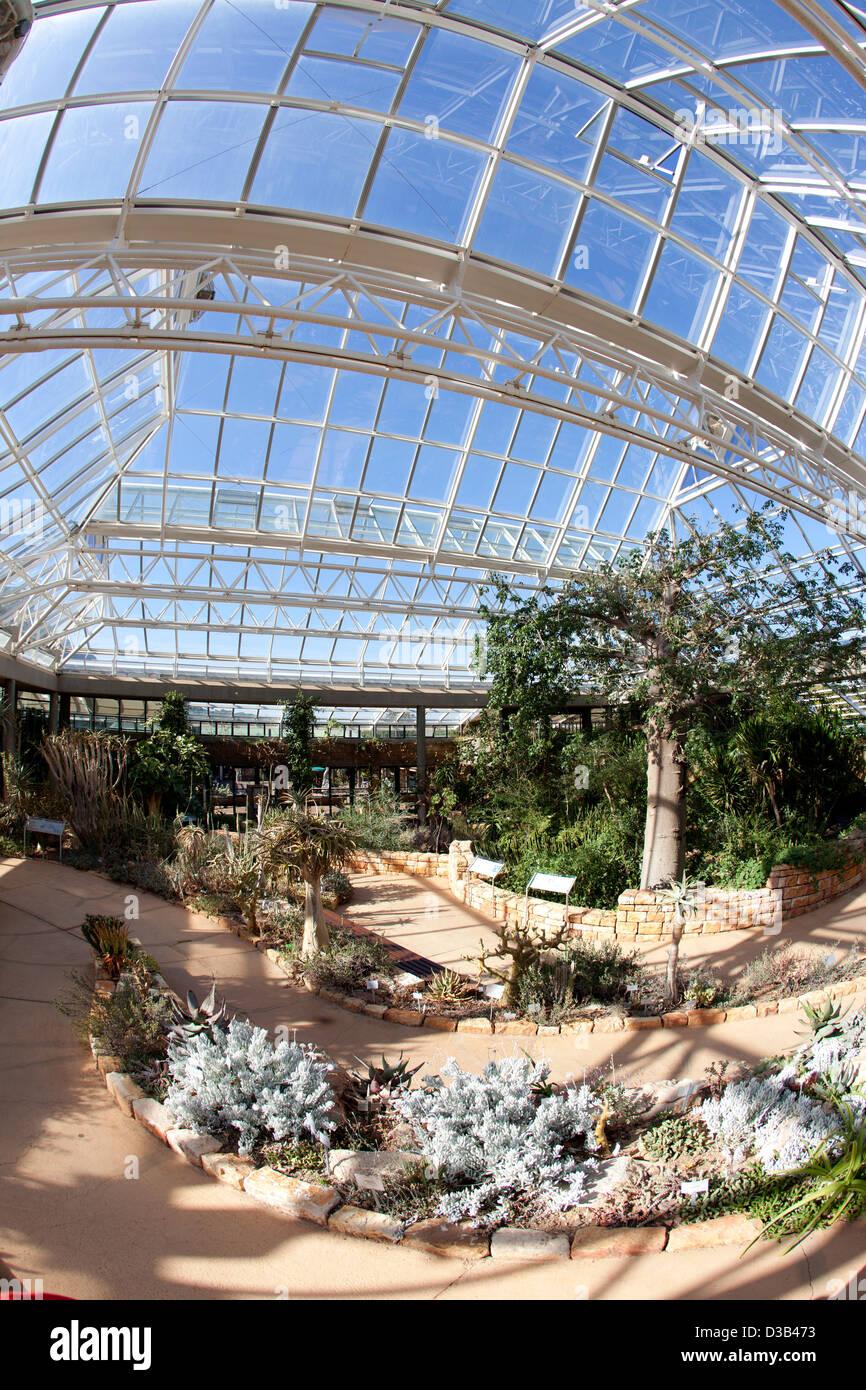 Südafrika, das Hot House in Kirstenbosch Botanical Gardens, Cape Town. Stockfoto