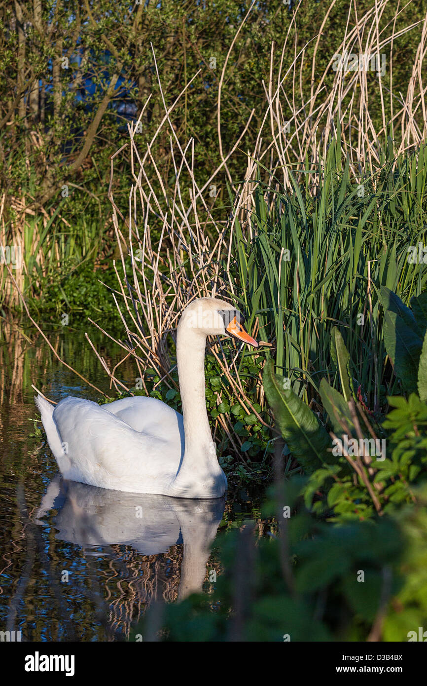 Eine weibliche Höckerschwan im Sommer Sunhine. Stockfoto