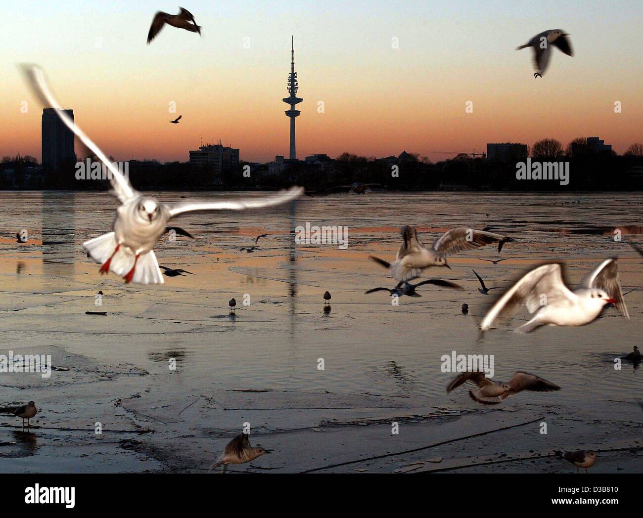 (Dpa) - fliegen Möwen auf der Suche nach Nahrung über die dünne Eisschichten auf der Außenalster in Hamburg, 11. Dezember 2002. Nach der Wettervorhersage bleibt die Temperatur unter dem Gefrierpunkt in den nächsten Tagen. Stockfoto