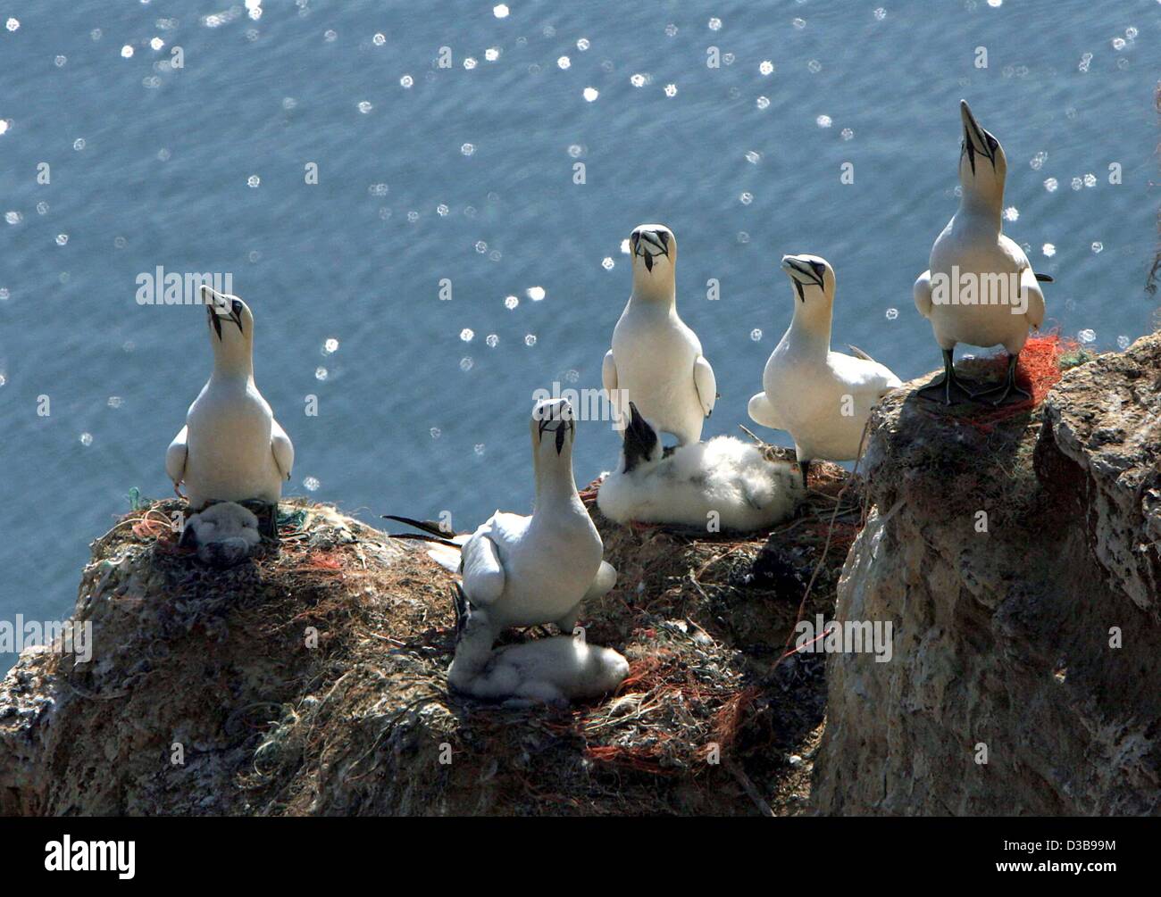 (Dpa) - eine Gruppe von Basstölpel (Sula Bassana) sitzen auf felsigen Klippen über dem Meer auf der Insel Helgoland, Deutschland, 24. Juni 2005. Deutschlands einzige richtige vorgelagerten Insel Helgoland in der Nordsee ist ein Paradies für Seevögel, die auf den steilen Klippen über dem Meer Brot. Stockfoto