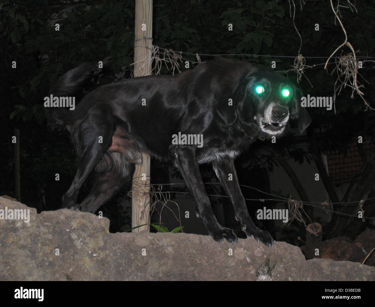 Gruseliger Wachhund Stockfoto
