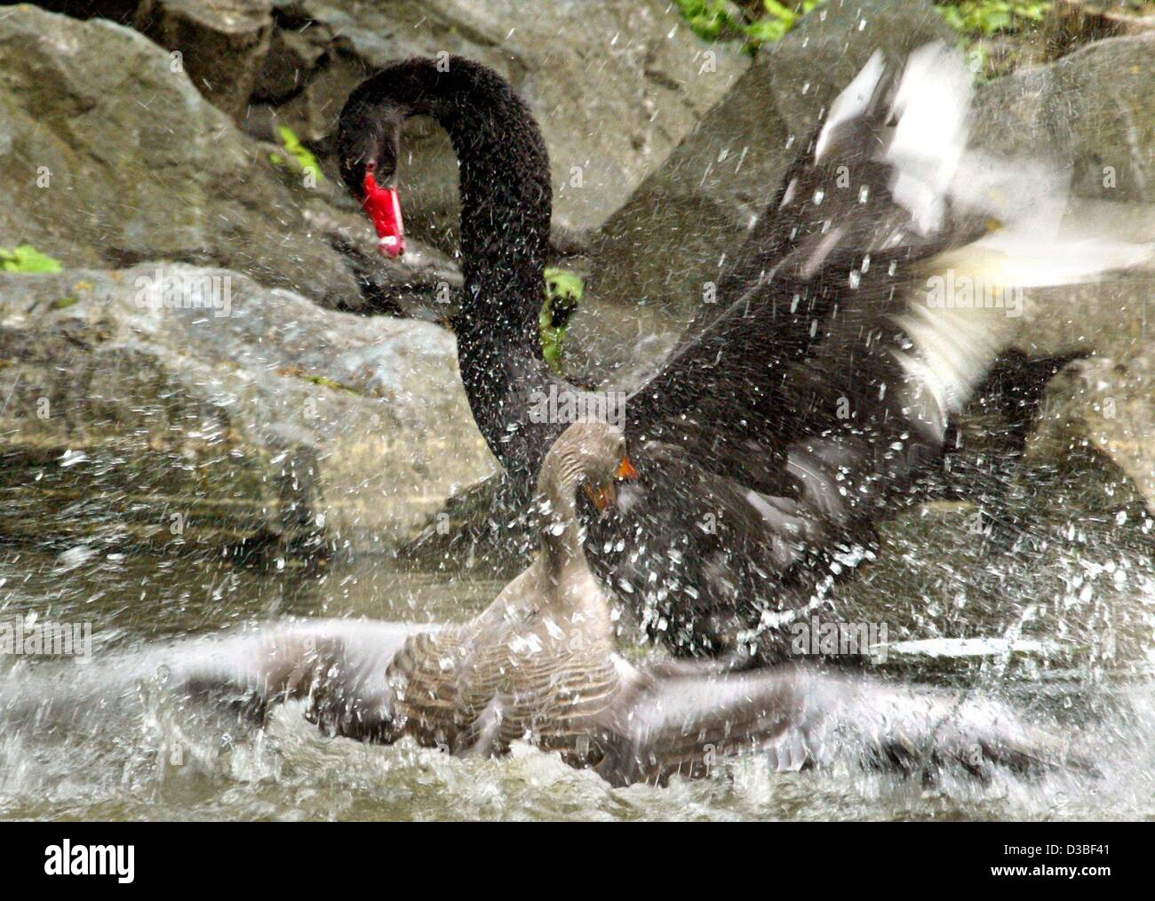 (Dpa) - ein schwarzer Schwan und ein Brant Kämpfe in den Tiergarten in Bayreuth, Deutschland, 24. Juni 2003. Der Grund für dieses Argument war ein versuchter Angriff des Schwans auf eine Familie von Gänsen. Allerdings trafen sich während des Kampfes alle verfügbaren Gänse aus rund um den Teich um Hilfe und Demonstated, t Stockfoto