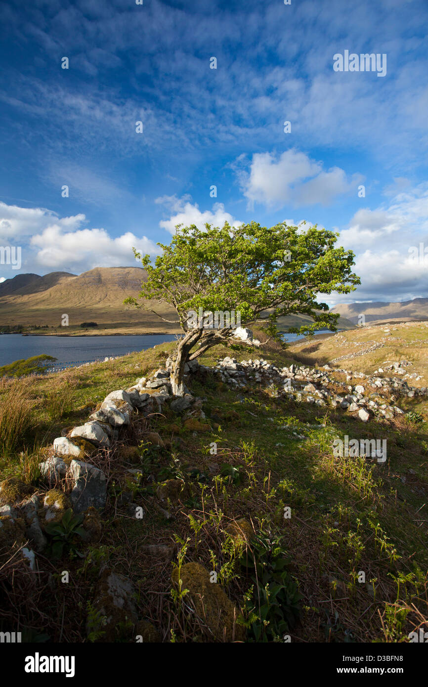 Wind-gebogen Hawthorn Tree auf einem Hügel oberhalb von Killary Harbour, Connemara, County Galway, Irland. Stockfoto