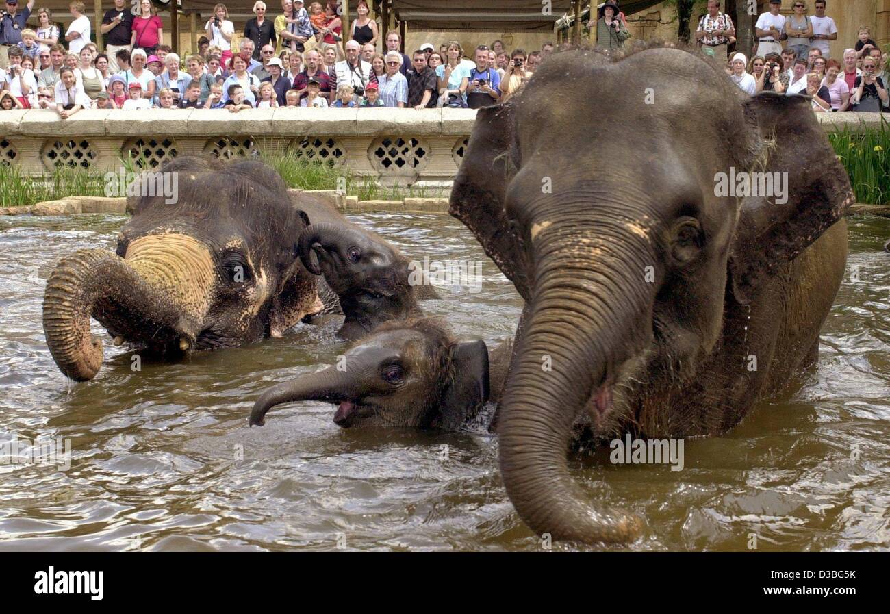 (Dpa) - der Elefant Kühe Khaing Hnin Hnin (L) und Manari (R) und deren Nachkommen Farina (Mitte, hinten) und Califa (Mitte, vorne) nehmen Sie ein Bad in einem Pool im Zoo in Hannover, Deutschland, 11. Juni 2003. Im Hintergrund Abkühlung eine Gruppe von Besuchern beobachten die Tiere. Stockfoto