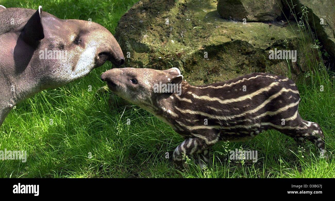 (Dpa) - die zwei-Woche-alten Tapir-Baby Carlos erforscht das Open-Air-Gehäuse von Hannovers Zoo, Deutschland, 6. Juni 2003. Anders als seine Schwester Conchita, der berühmt wegen ihrer spektakulären Mund-zu-Stamm-Atmung wurde, Carlos über Nacht geboren und fand neben seiner Mutter am Morgen. Tapire sind Stockfoto
