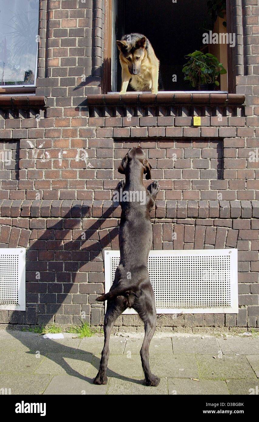 (Dpa) - ein Elsässer (oben) und einen Labrador haben schnelle nachbarschaftlichen Plausch über der jüngste Vorfall der Briefträger in Gelsenkirchen, Deutschland, 16. Juni 2003.  Schlüsselwörter: Quellen, HUM, Tiere, Hunde, Labrador, Elsässer, Deutschland: DEU, Funktion Stockfoto