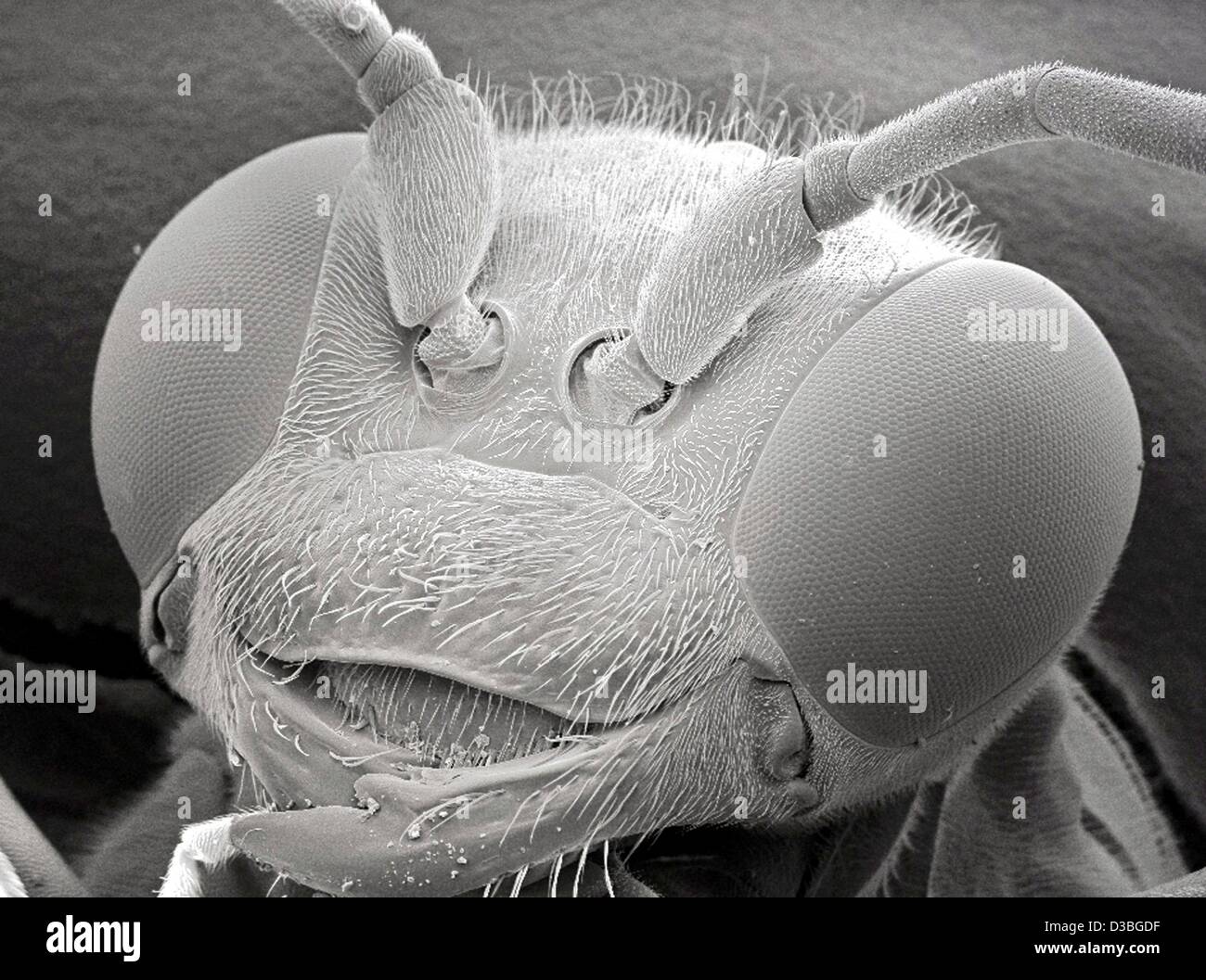 (Dpa) - zeigt die undatierte Handout von der Friedrich-Schiller-Universität Jena eine extrem vergrößerten Kopf von einer Wespe. Das Bild wurde mit einer modernen Rasterelektronenmikroskop des vor kurzem gegründeten EMZ-Instituts an der medizinischen Fakultät der Universität Jena aufgenommen. Stockfoto