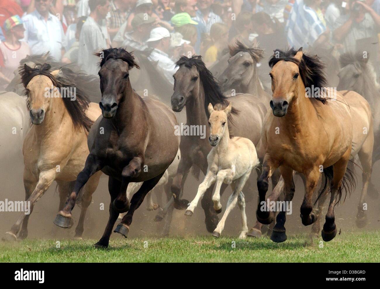 (Dpa) - läuft ein Fohlen unter Erwachsenen Pferden in der Arena im Rahmen einer jährlichen Rodeo-Veranstaltung in Dülmen, Deutschland, 31. Mai 2003. Die Veranstaltung ist eine lokale Tradition, in der einige der 400 Pferde, die normalerweise frei in das Wildreservat auf den Gütern des Herzogs von Croy zu leben, in einer Arena aufgerundet wird sind Stockfoto