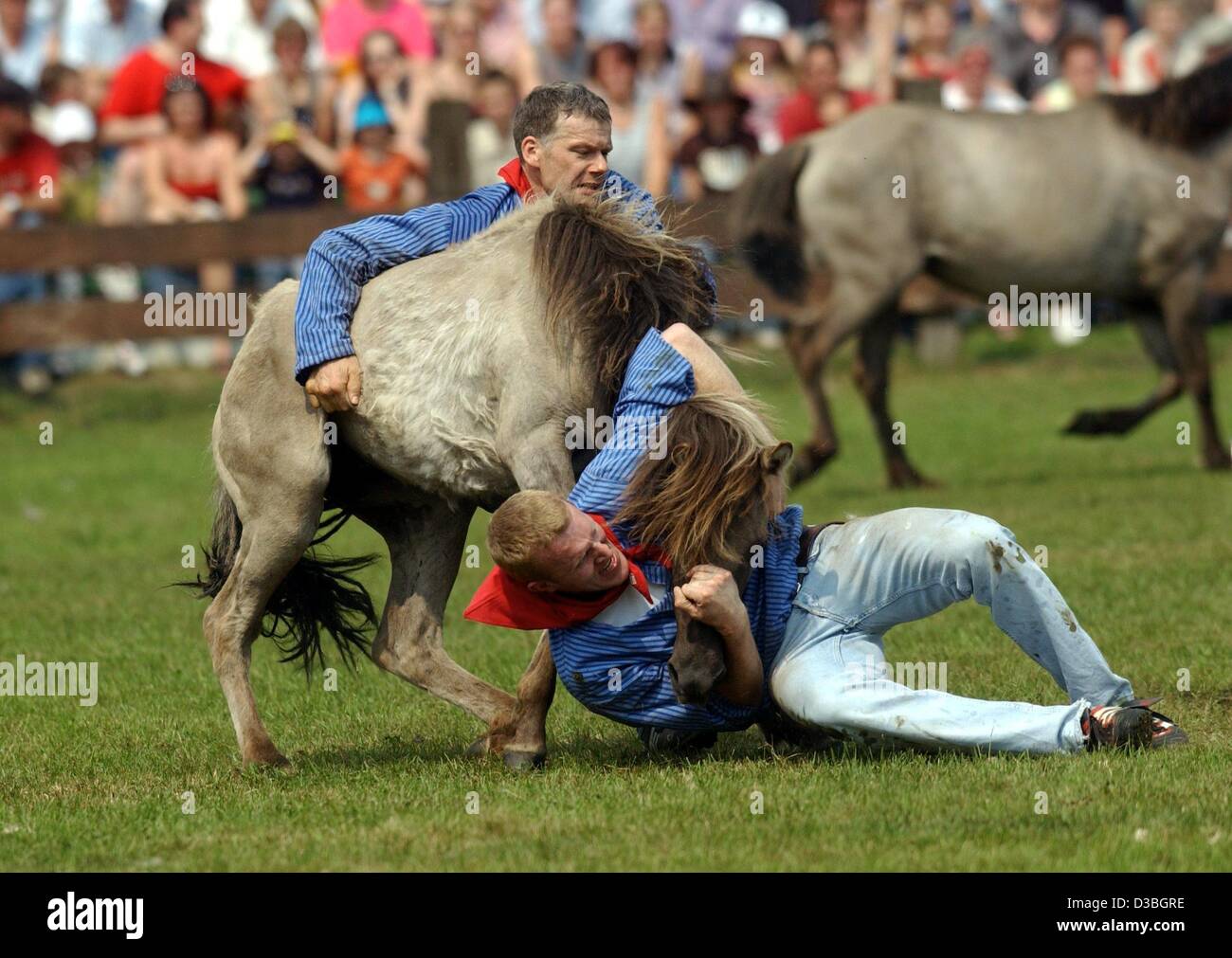 (Dpa) - kämpfen zwei junge Männer, um ein Gestüt im Rahmen einer jährlichen Rodeo-Veranstaltung in Dülmen, Deutschland, 31. Mai 2003 zu bringen. Die Veranstaltung ist eine lokale Tradition, einige der 400 Pferde, die normalerweise frei in das Wildreservat auf den Gütern des Herzogs von Croy zu leben, in einer Arena aufgerundet wird werden, und Stockfoto