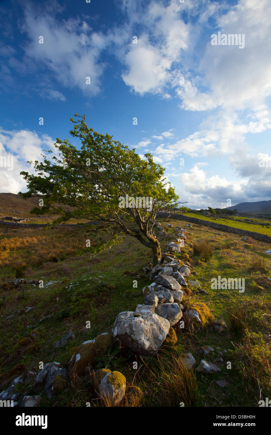 Wind-gebogen Hawthorn Tree auf einem Hügel oberhalb von Killary Harbour, Connemara, County Galway, Irland. Stockfoto