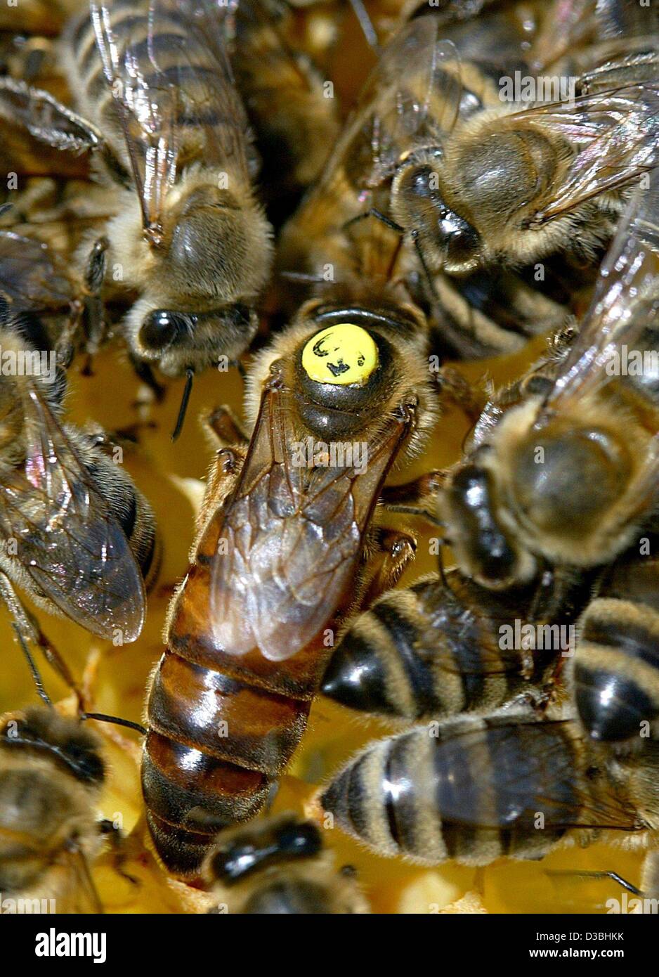(Dpa) - die Königin ist markiert mit einem gelben Fleck auf einem Bienenstock in Elbeu, Deutschland, 7. Mai 2003. Ein Bienenstock besteht aus drei Klassen: die Königin, 30.000 bis 60.000 ArbeiterInnen und mehrere hundert männlichen Drohnen. Das nur fruchtbare Weibchen ist die Königin. Gibt es andere Frauen, aber sie produzieren keine Eiern. Stockfoto