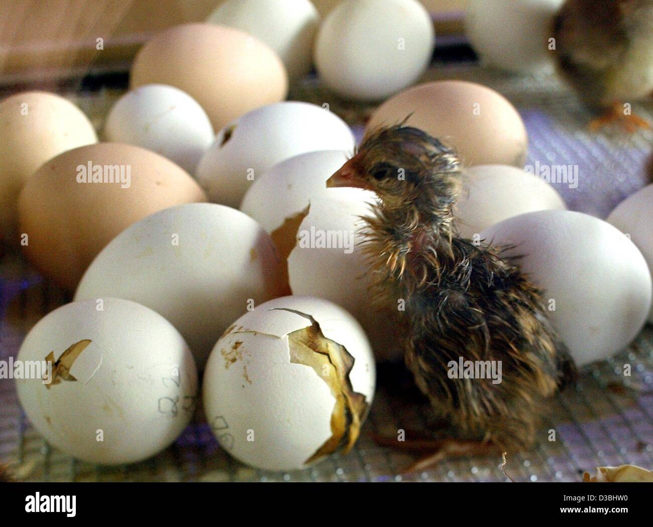 (Dpa) - wartet eine kleine Küken, die vor gerade einmal zwei Stunden aus seiner Schale gekommen ist für seine Brüder und Schwestern vor ihre bereits gebrochenen Eierschalen in Bremen, Deutschland, 10. April 2003. Es dauert etwa acht Stunden die ersten Risse in der Schale, bis die Küken schließlich "geboren" und com Stockfoto