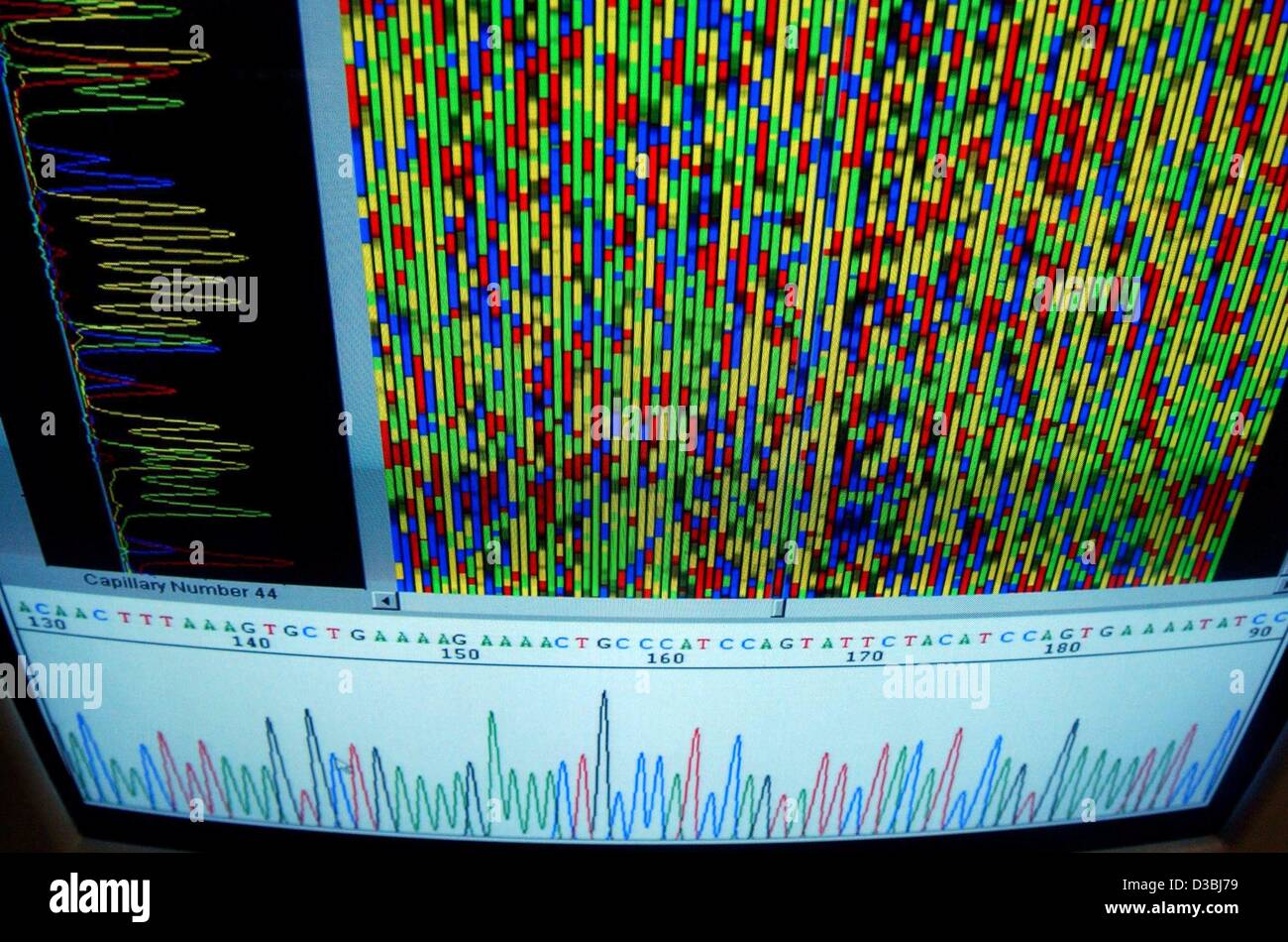(Dpa) - der Monitor einen Sequenzer des Unternehmens AppliedBiosystems in Berlin, Deutschland, 15. April 2003 abgebildet. vor 50 Jahren, im Jahr 1953, beschrieben James Watson und Francis Crick berühmt die Struktur der DNA, das Molekül, das den genetischen Code trägt. Zwischen 15 und 27 April, die moderne exhibitio Stockfoto