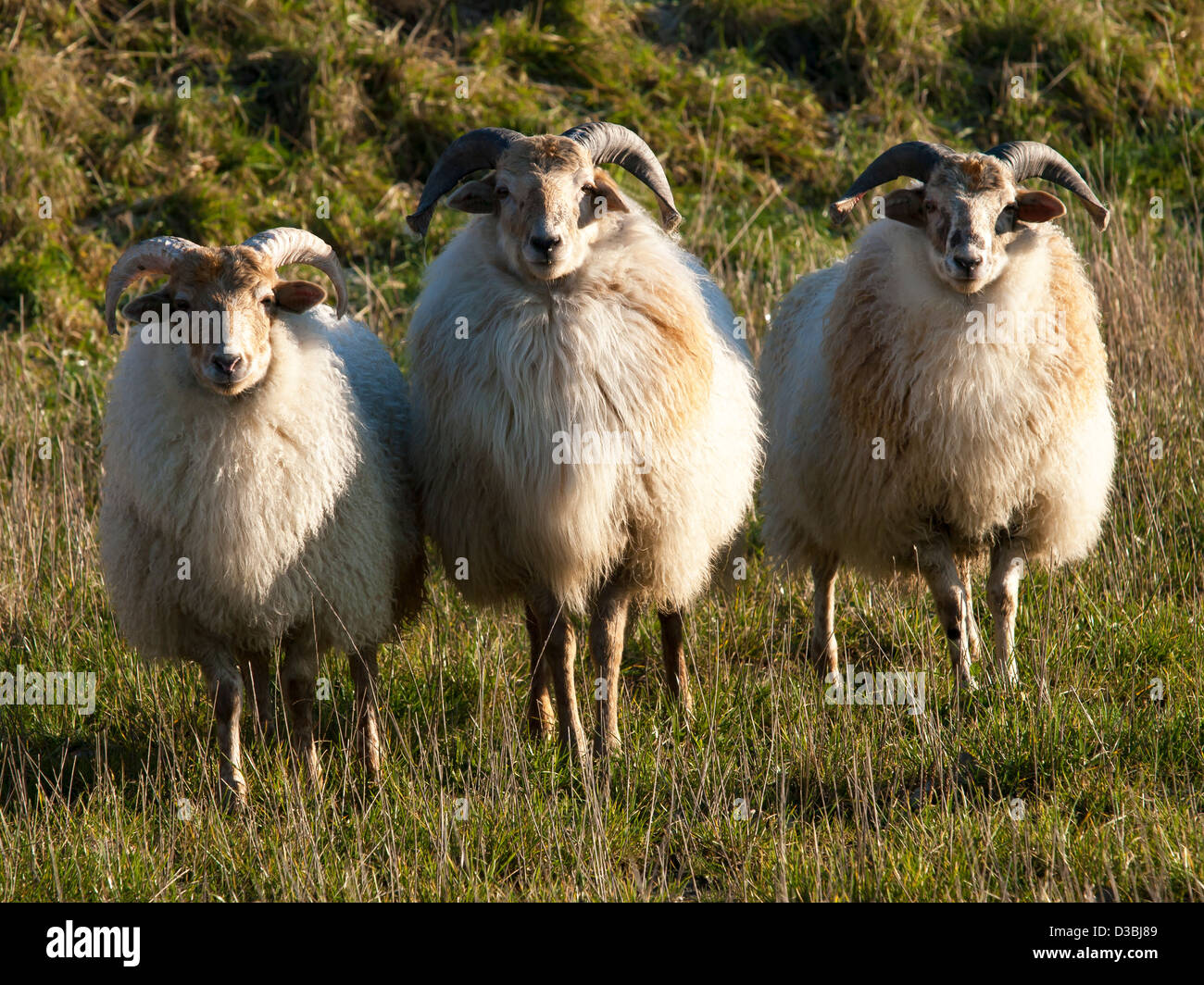 drei Schafe hintereinander Blick in die Kamera Stockfoto