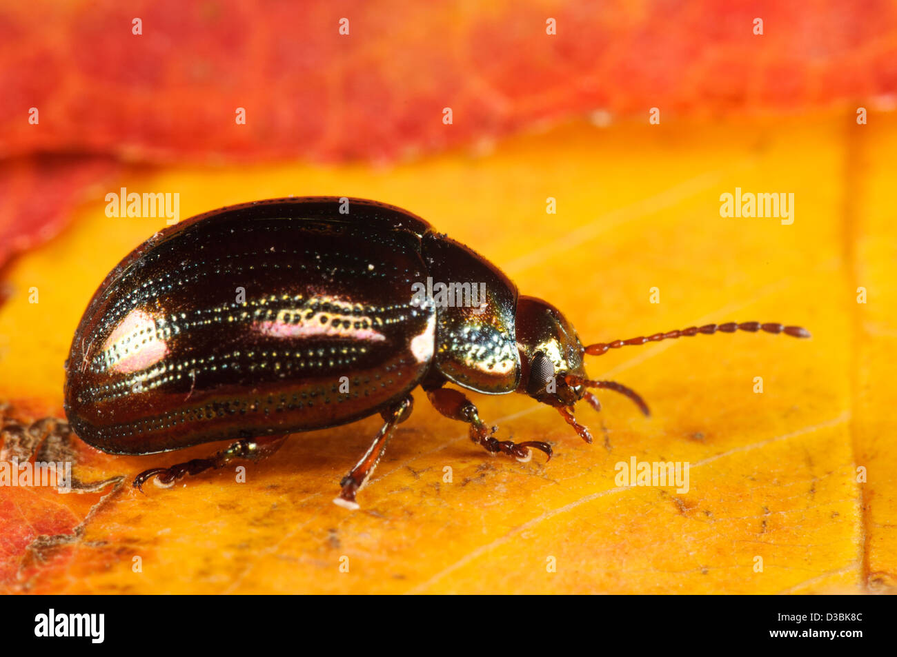 Ein Rosmarin-Käfer (Chrysolina Americana) thront auf einem herbstlichen Blatt in einem Garten in Belvedere, Kent. September. Stockfoto