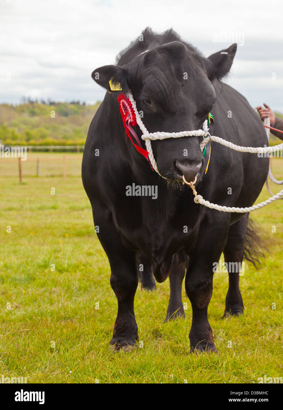 Ein Preis-Aberdeen Angus-Stier mit Rosetten auf ein Landwirt in North  Ayrshire, Schottland, UK Stockfotografie - Alamy