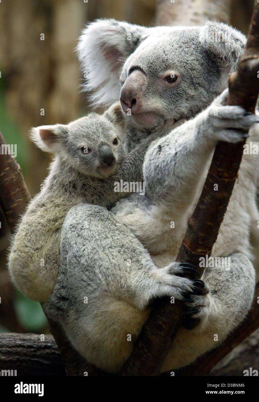 (Dpa) - ein wenig 213 Tage alt und 650 Gramm wiegen, Koala Baby Mädchen hält auf auf der Rückseite ihrer Mutter Yuri während sie Steigungsstücke auf den Baum im Zoo in Duisburg, Deutschland, 28. März 2003. Der Koala ist ein kleiner Bär-Like, baumbewohnende, pflanzenfressenden Beuteltier stammt aus dem lateinischen Wortes marsupium Stockfoto