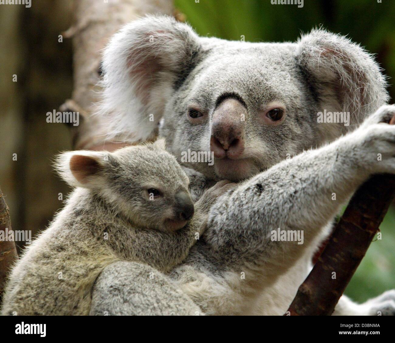 (Dpa) - ein wenig 213 Tage alt und 650 Gramm wiegen, Koala Baby Mädchen hält auf auf der Rückseite ihrer Mutter Yuri während sie Steigungsstücke auf den Baum im Zoo in Duisburg, Deutschland, 28. März 2003. Der Koala ist ein kleiner Bär-Like, baumbewohnende, pflanzenfressenden Beuteltier stammt aus dem lateinischen Wortes marsupium Stockfoto