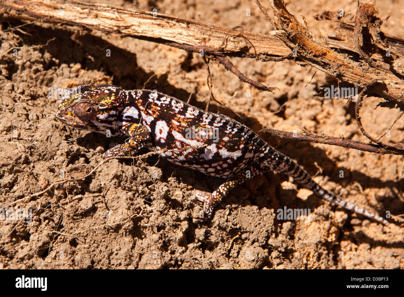 Madagaskar, Ranomafana, Tierwelt, Chamäleon Stockfoto