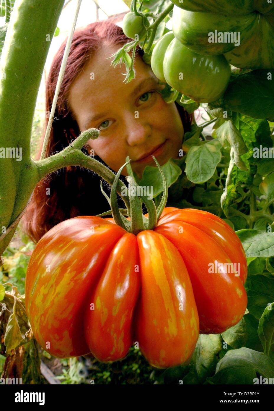 (Dpa) - Sandra Gaudeck zeigt eine gestreifte Stuffer Tomaten wachsen in einem Gewächshaus in Greifenberg, Deutschland, 28. August 2003. Die außergewöhnliche Tomaten in Form von Paprika stammen aus Nordamerika. Stockfoto