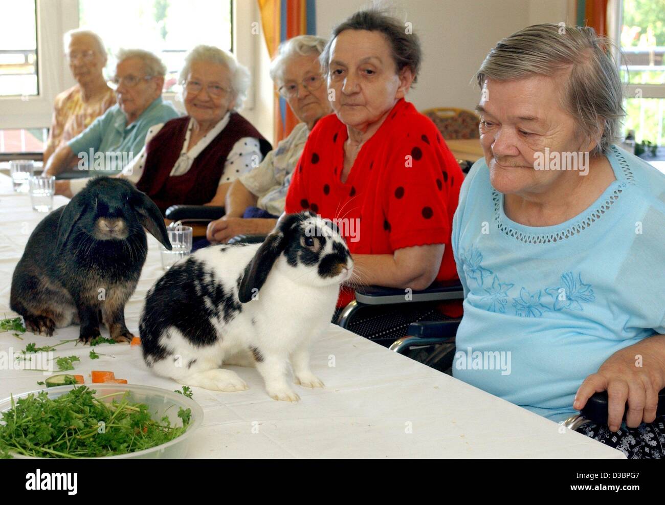 (Dpa) - ältere Damen sitzen an einem Tisch und zwei Kaninchen, die Caritas Senioren Zuhause in Frankfurt Oder, Ostdeutschland, 25. August 2003 Fütterung Spaß haben. Stockfoto