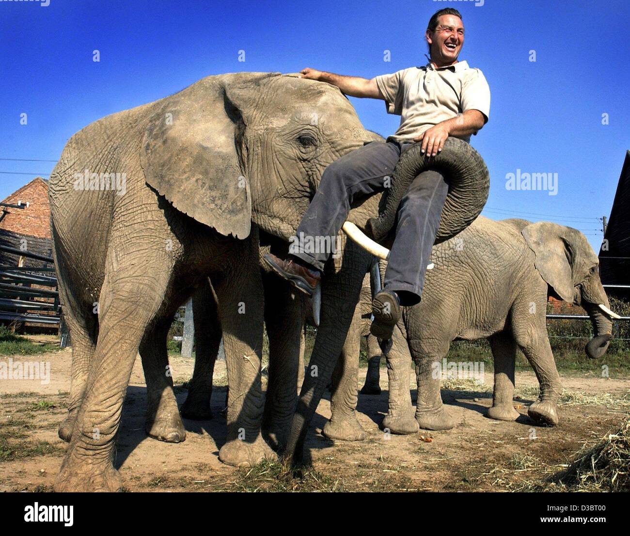 (Dpa) - mit ihrem Rüssel die weiblichen Elefanten Timba ihr hebt Chef Sonni Frankello Frankello Zoo, in Platschow, Deutschland, 22. September 2003. Insgesamt fünf Elefanten leben zwischen ihren Zirkusvorstellungen auf dem Elefanten-Hof. Hier plant Frankello, ein Privat-Elefant Zucht Fa gefunden Stockfoto