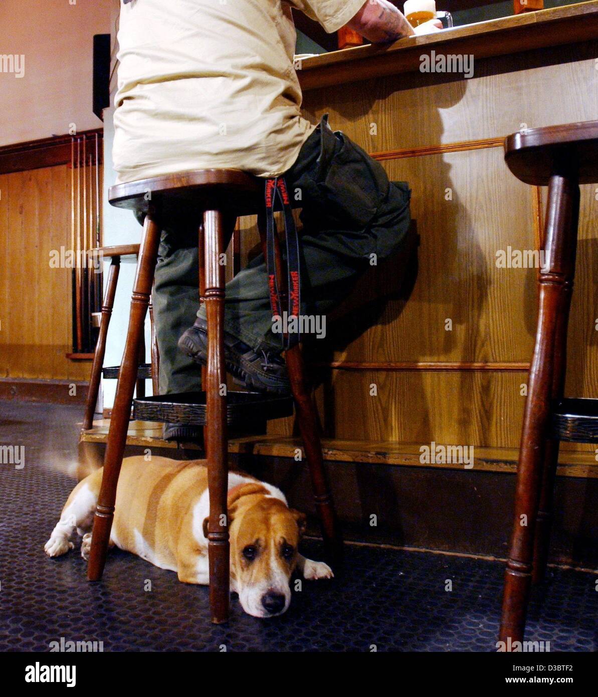 Dog Bar Stool Stockfotos Dog Bar Stool Bilder Alamy