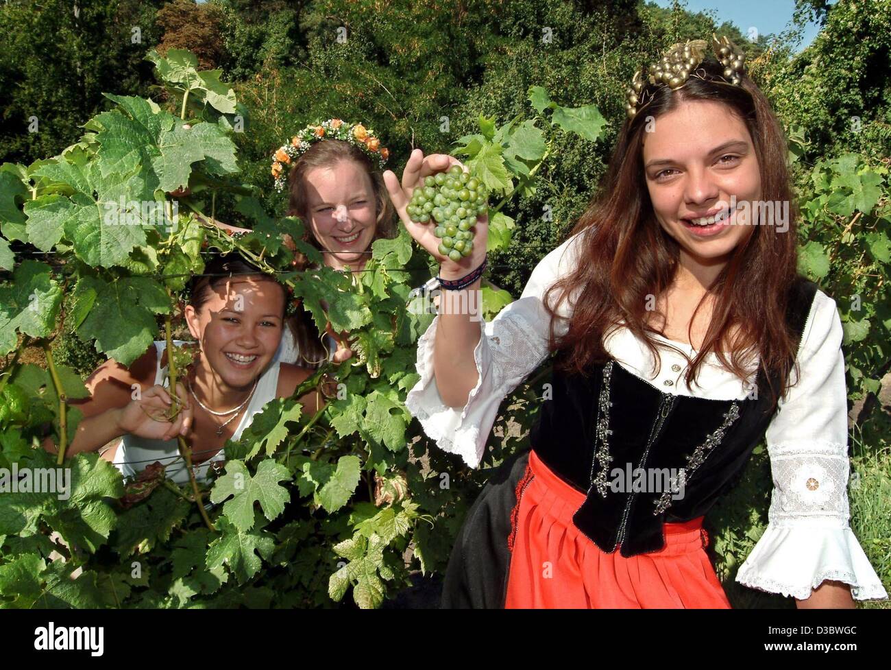 (Dpa) - Nina Radke, 21, die frisch gekrönte Weinkönigin Deutschlands nördlichste Weinanbau-Region, posiert mit ihrem Stellvertreter Ursula Gorgosch (17, L) und Hanna Krutisch (27, C) und ist sehr zufrieden mit ihrem neuen Job in Hitzacker, Deutschland, 17. August 2003. Das Weingut im Dorf Hitzacker auf den Stockfoto