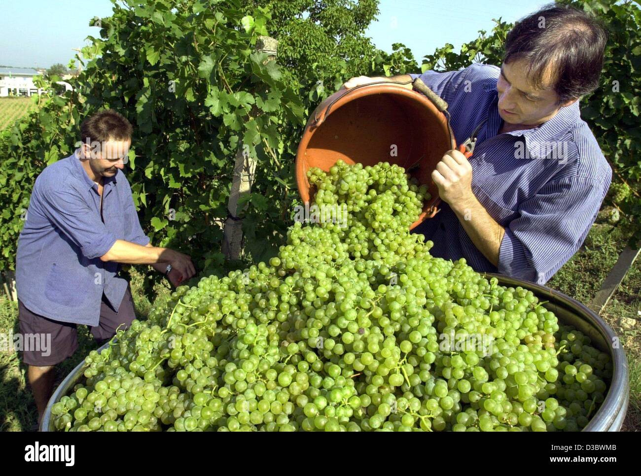 (Dpa) - ein Mitarbeiter eines Weinguts leert einen Eimer mit gesammelten Trauben in einer Wanne auf einem Weingut in Schliengen, in der Weinbau-Bezirk Baden, Deutschland, 11. August 2003. In diesem Jahr startete der Jahrgang etwa drei Wochen früher aufgrund der langen, heißen Sommer. Stockfoto