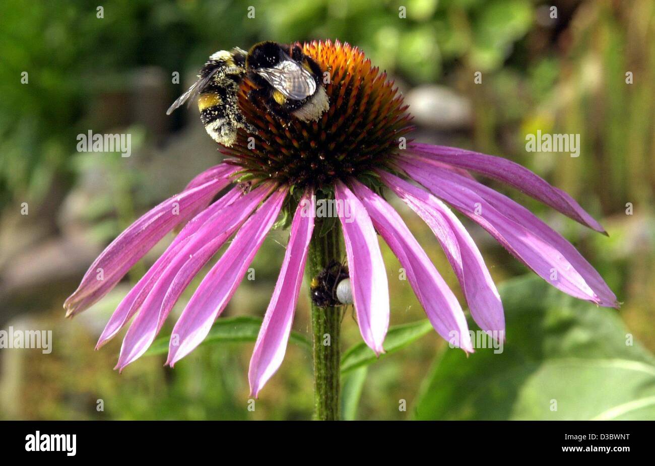 (Dpa) - zwei Hummeln sammeln Nektar aus der Blüte ein "Gloriosa" Gänseblümchen in der Nähe von Wolmirstedt, Deutschland, 25. Juli 2003. Stockfoto