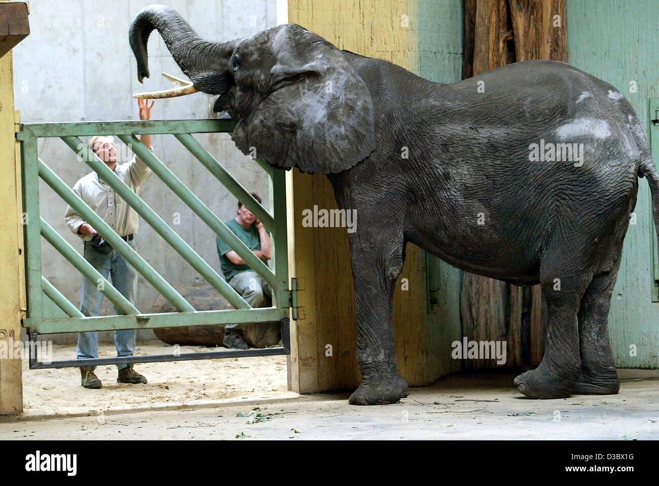 (Dpa) - Elephant Keeper Markus Gross beruhigt die Elefanten-Dame Sikim, die im Zoo in Osnabrück, am 19. August 2003 kamen. Die über 24 Jahre alte Tier kommt aus dem Zirkus Giovanni Altoff (Osnabrück) und Füße und Beine gelähmt hat. Aufgrund seiner leiden hat der Elefant verlor die Hälfte seiner Stockfoto