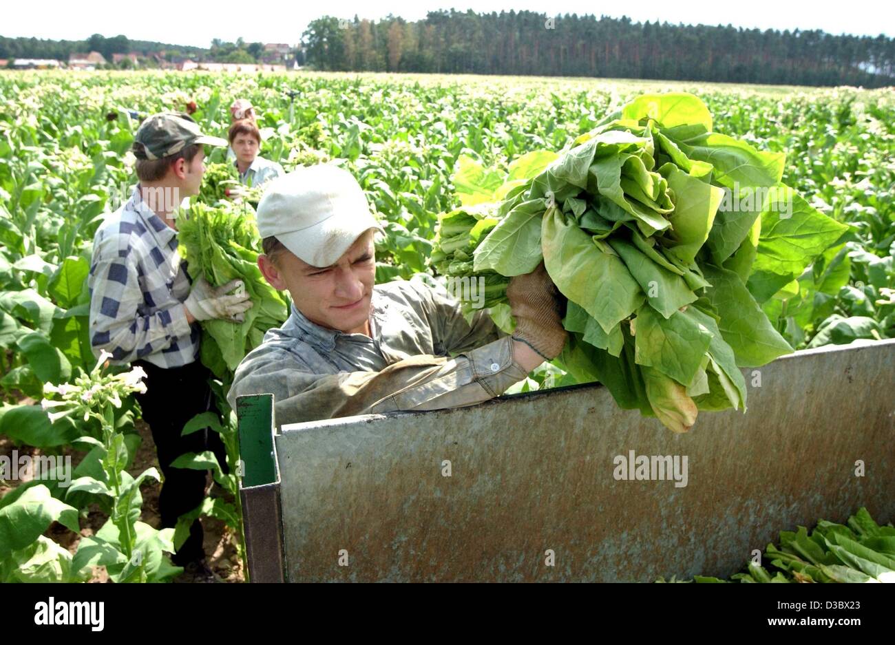Burley Tobacco Field Stockfotos Und Bilder Kaufen Alamy