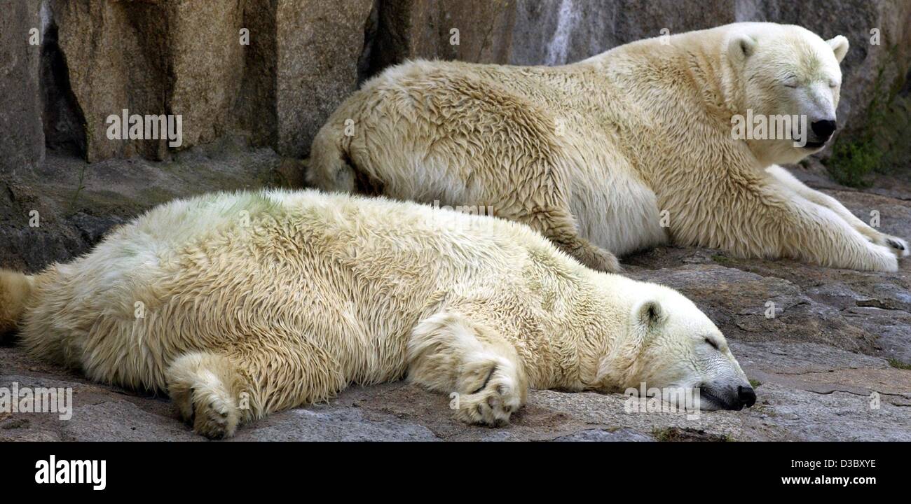 (Dpa) - ein Eisbär liegt flach, erschöpft von der Hitze wie seine Begleiter im Zoo in Berlin, 5. August 2003. Temperaturen in Deutschland 40 ° c erreicht haben, und werden voraussichtlich in den nächsten Tagen weiter. Stockfoto