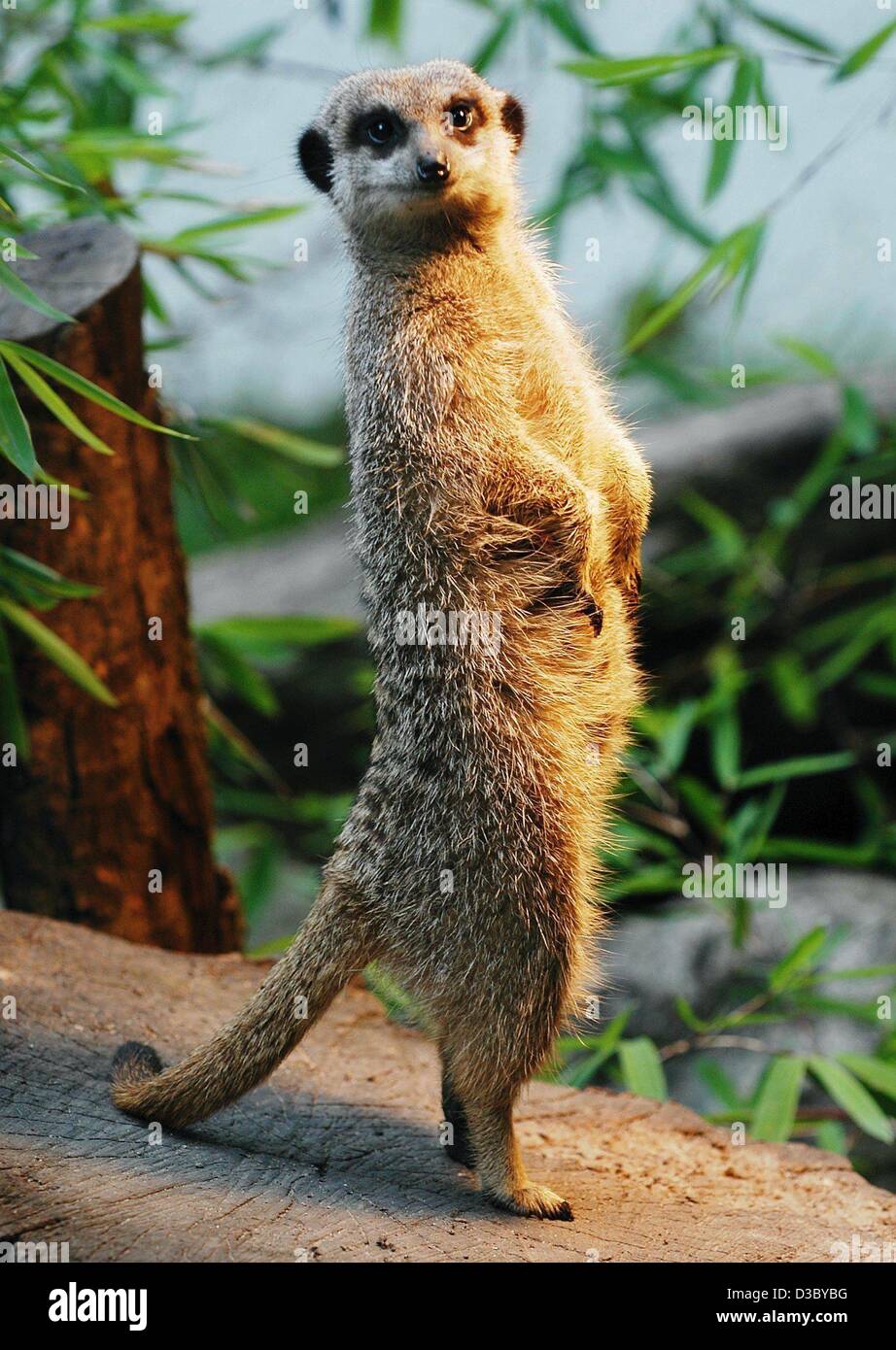 (Dpa) - ein Erdmännchen erhebt sich auf einem Baumstamm und neugierig schaut sich um in den Zoo in Straubing, Deutschland, 29. Juli 2003. Die Tiere leben meist im südlichen Afrika in Gruppen von 10 bis 30. Da sie viele natürliche Feinde haben, hat eine Gruppe immer die Aufgabe, aufpassen, genau wie dieser. Stockfoto