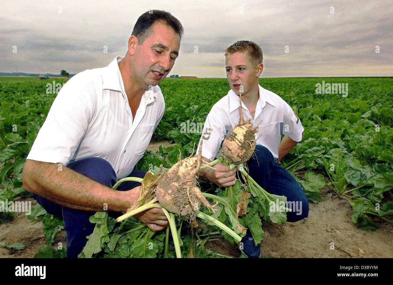 (Dpa) - Landwirt Peter Grossmann-Neuhaeusler (L) und sein Sohn Matthias betrachten eine viel zu klein, Zuckerrüben in einem ausgetrockneten Feld von Zuckerrüben in Vierkirchen, Deutschland, 17. Juli 2003. Die Rüben angebaut haben mehr als eine Wurzel um Wasser zu erreichen, und der Körper ist viel kleiner als üblich. Landwirte befürchten aufgrund des trockenen Wetters in den letzten Monaten große Verluste für ihre Ernte. Der Präsident der th Stockfoto