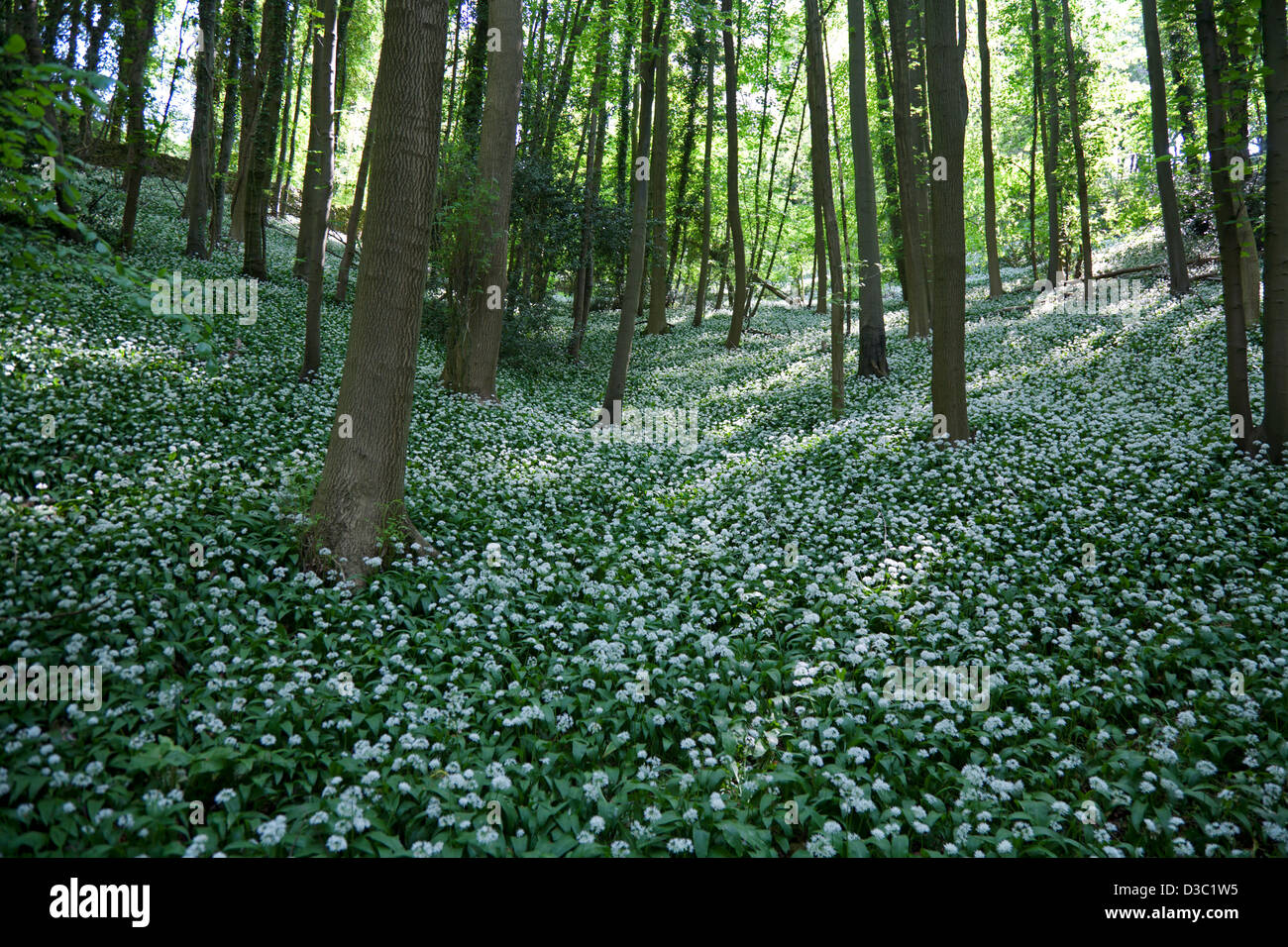 Wellen von Licht auf Teile der Bärlauch in einem Cotswold Buchenholz in der Nähe von Stroud Gloucestershire UK Stockfoto