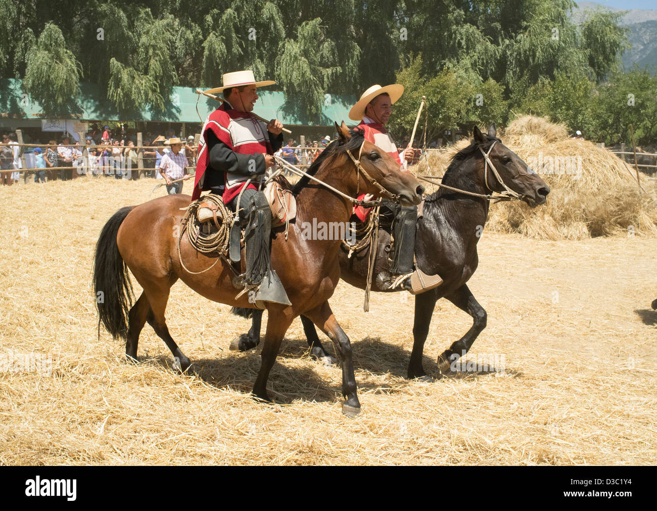 lose Stute Dreschen chilenischen Landschaft während des Sommer, traditionelle Festivals in Chile Stockfoto
